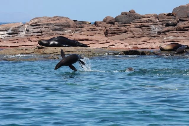  Snorkel avec lions de mer 
